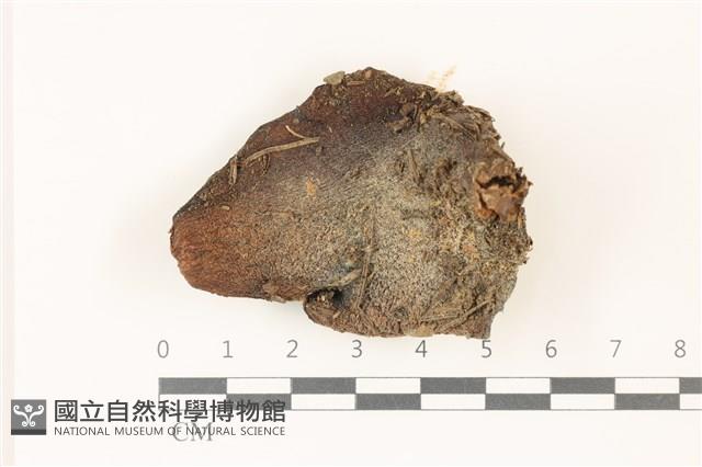 登錄號:F0037463藏品圖，第1張