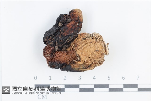 登錄號:F0038763藏品圖，第1張