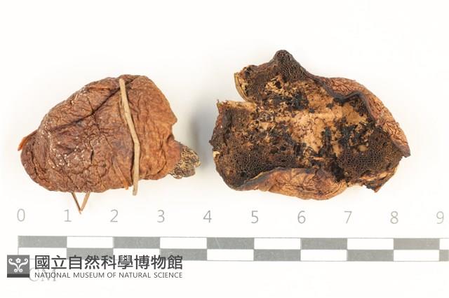 登錄號:F0037763藏品圖，第1張