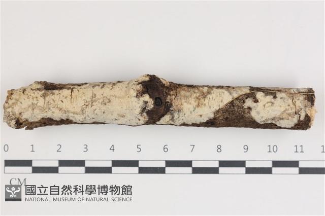 登錄號:F0035763藏品圖，第1張