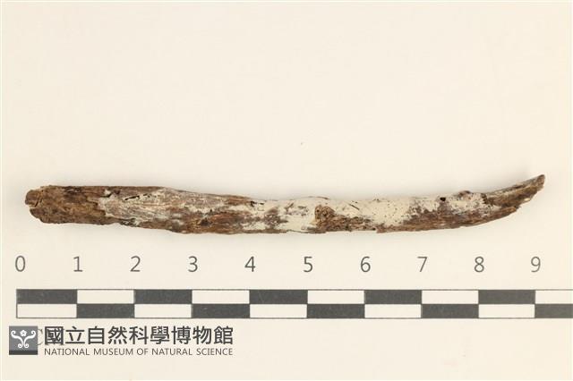 登錄號:F0038563藏品圖，第1張