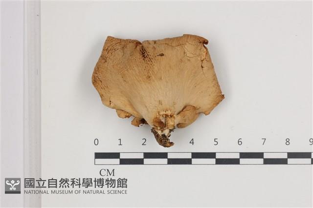 登錄號:F0036563藏品圖，第1張