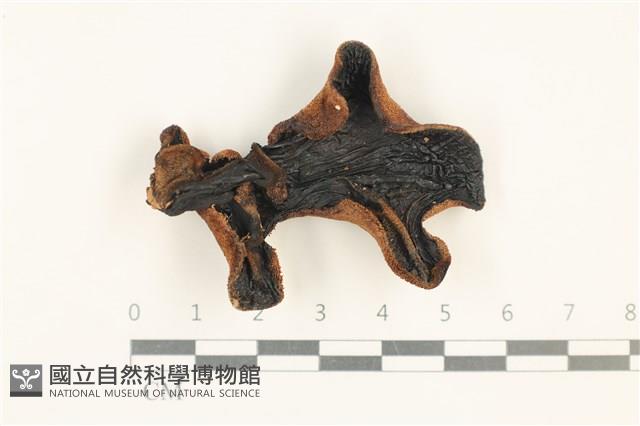登錄號:F0037563藏品圖，第1張