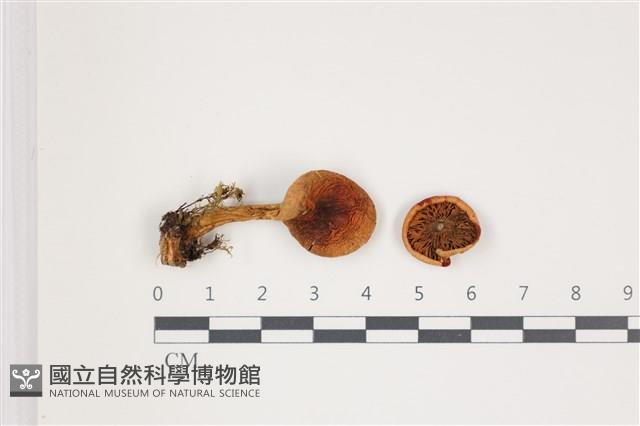 登錄號:F0035563藏品圖，第1張
