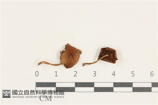 登錄號:F0038163藏品圖，第1張