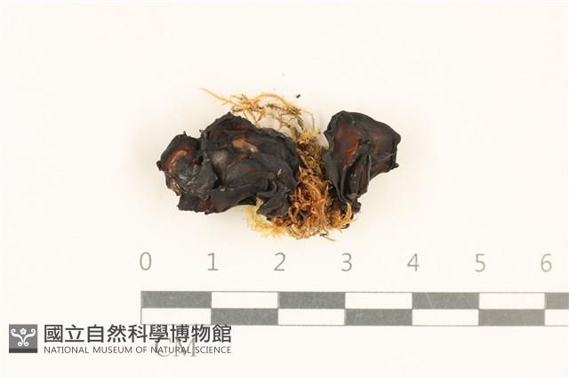銀耳屬藏品圖，第1張