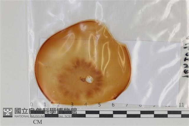 登錄號:F0035163藏品圖，第1張