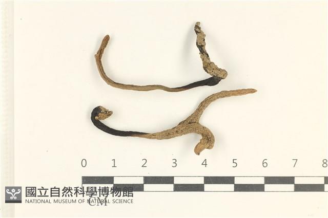 登錄號:F0038063藏品圖，第1張