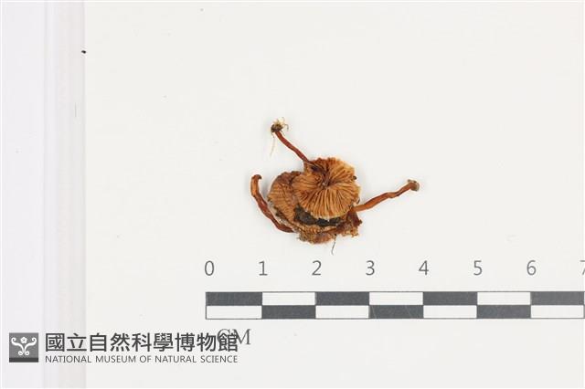 小菇屬藏品圖，第1張