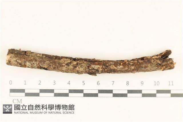 登錄號:F0037063藏品圖，第1張