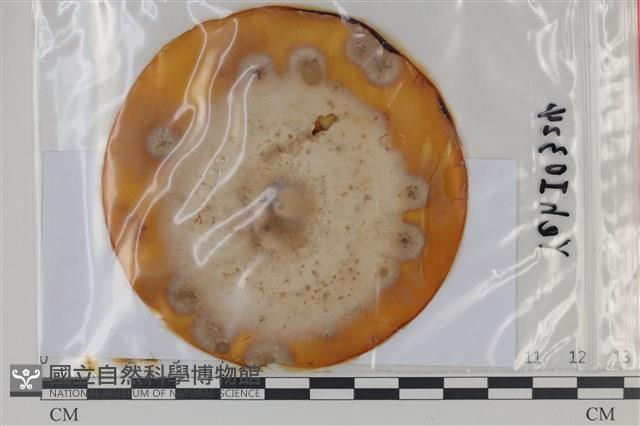 登錄號:F0035063藏品圖，第1張