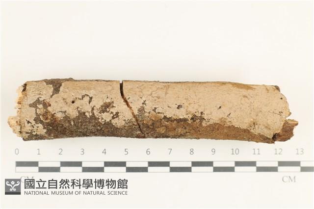 登錄號:F0038363藏品圖，第1張