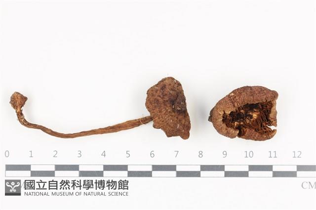 登錄號:F0036363藏品圖，第1張