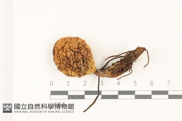 登錄號:F0037363藏品圖，第1張