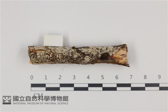 登錄號:F0035363藏品圖，第1張