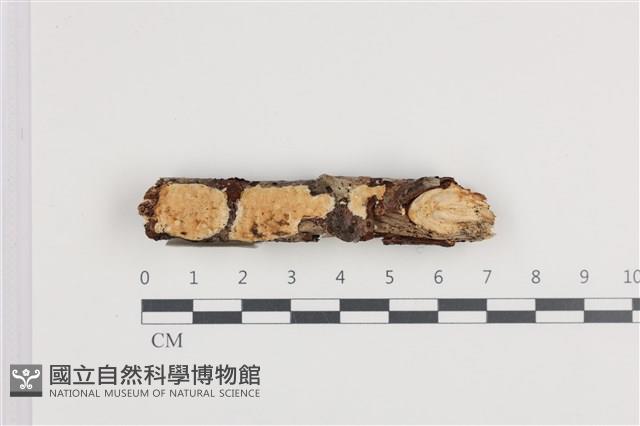 登錄號:F0036223藏品圖，第1張