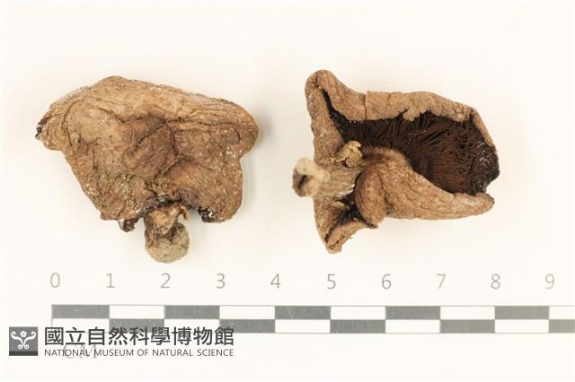 登錄號:F0037223藏品圖，第1張