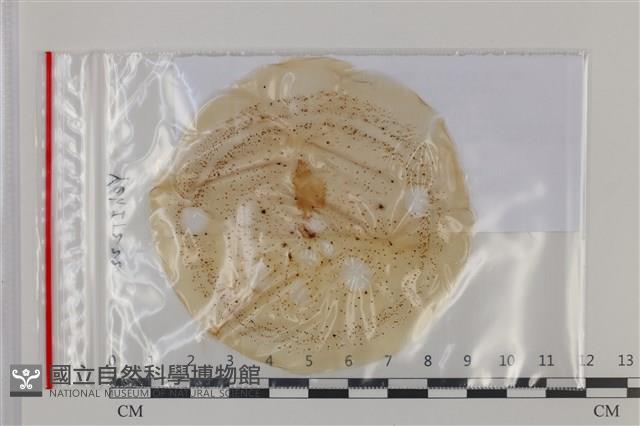 登錄號:F0035223藏品圖，第1張