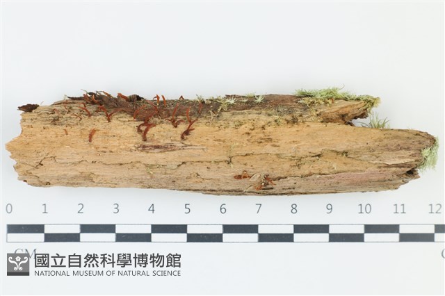 膠角耳屬藏品圖，第1張