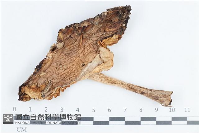 登錄號:F0038823藏品圖，第1張