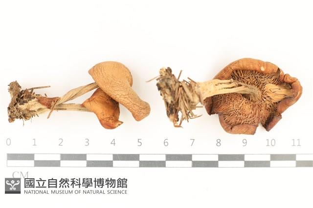 登錄號:F0037823藏品圖，第1張
