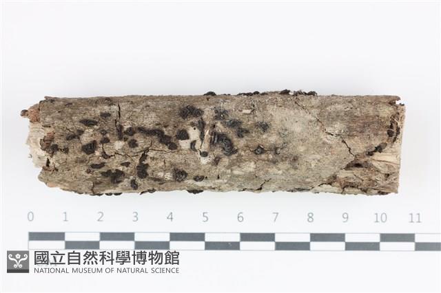 登錄號:F0035823藏品圖，第1張