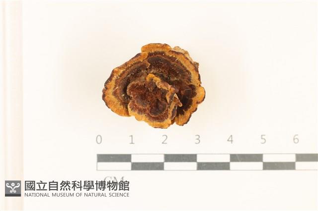 登錄號:F0036923藏品圖，第1張