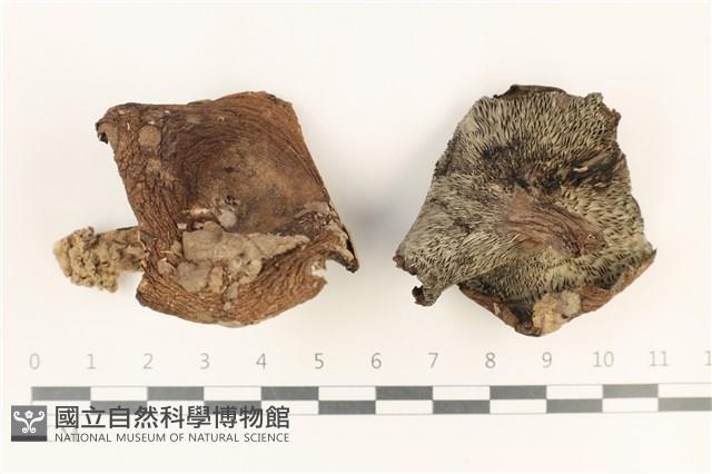 登錄號:F0037923藏品圖，第1張