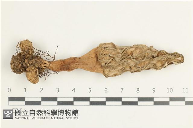登錄號:F0038623藏品圖，第1張