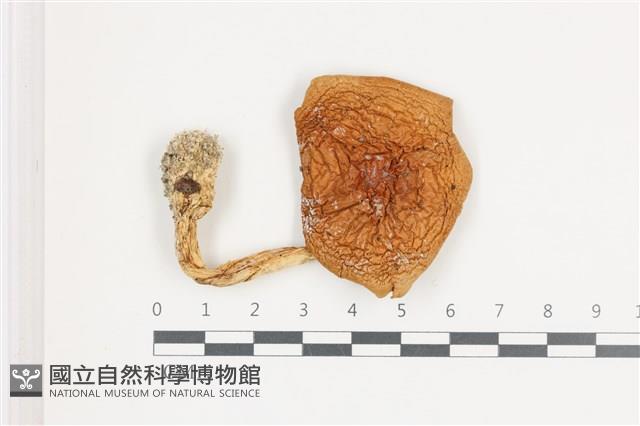 登錄號:F0036623藏品圖，第1張