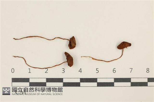 登錄號:F0037623藏品圖，第1張
