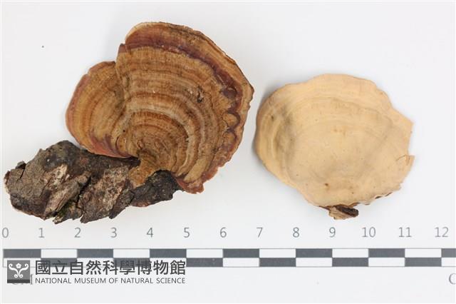 蠔韌革菌藏品圖，第1張