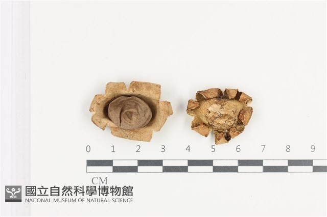 登錄號:F0036423藏品圖，第1張