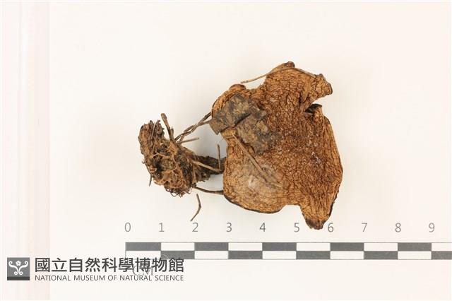 登錄號:F0037423藏品圖，第1張