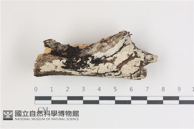 登錄號:F0035423藏品圖，第1張