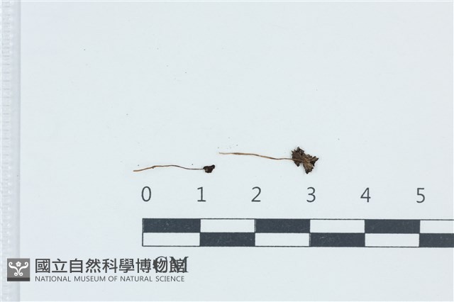 登錄號:F0039423藏品圖，第1張