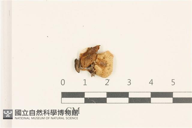 小菇屬藏品圖，第1張