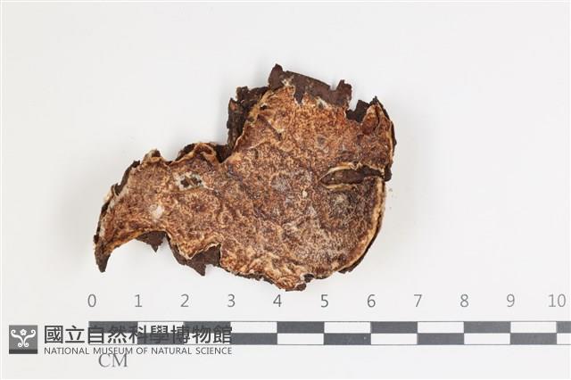 登錄號:F0035723藏品圖，第1張