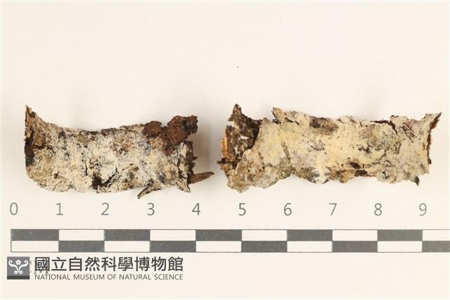 擬筍殼菌屬藏品圖，第1張