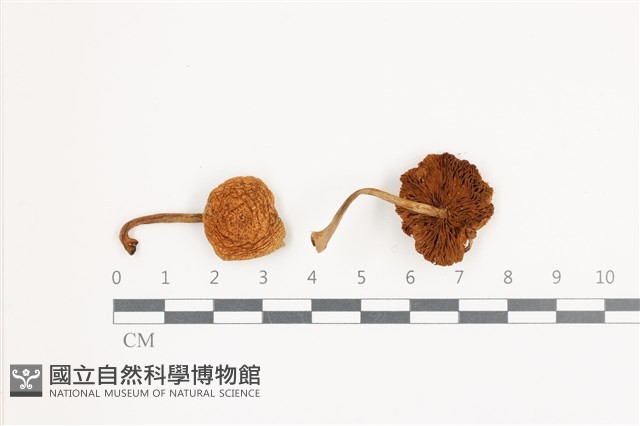 登錄號:F0036523藏品圖，第1張