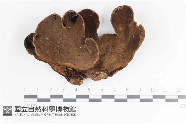 登錄號:F0035523藏品圖，第1張