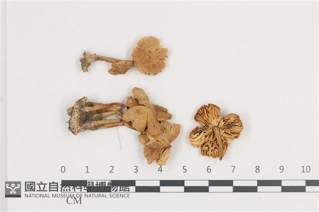 登錄號:F0036123藏品圖，第1張