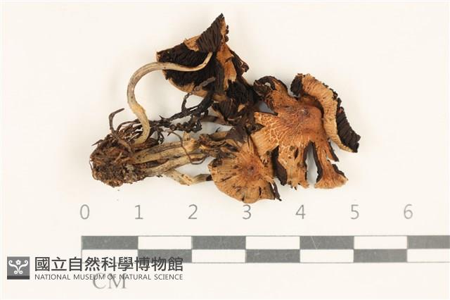 登錄號:F0037123藏品圖，第1張