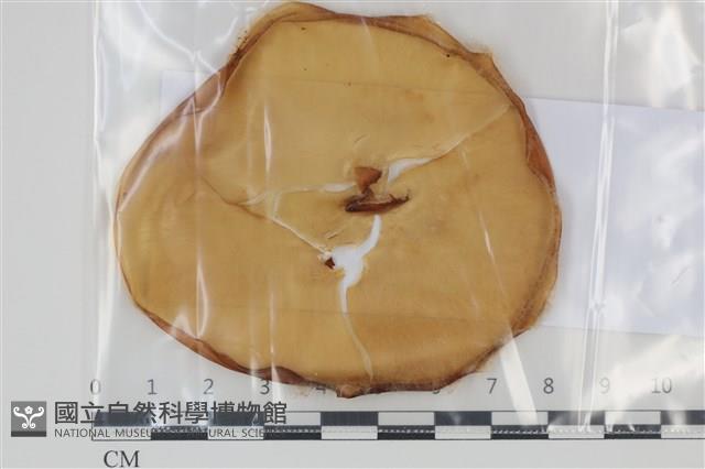 登錄號:F0035123藏品圖，第1張