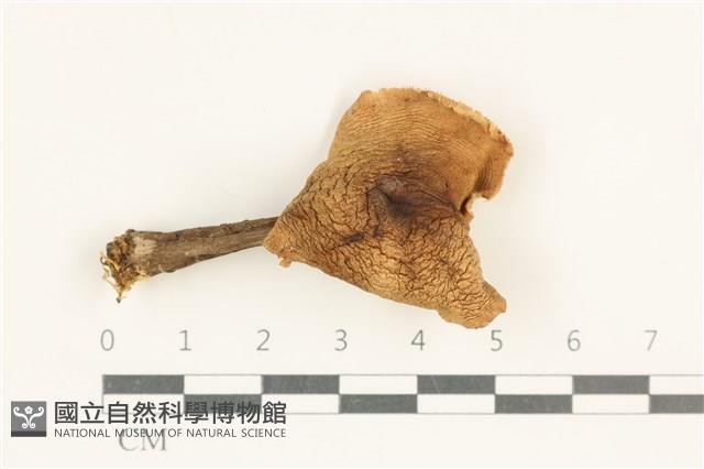 登錄號:F0038023藏品圖，第1張