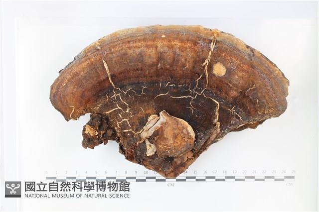 登錄號:F0036023藏品圖，第1張