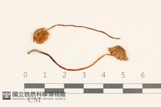 登錄號:F0037023藏品圖，第1張