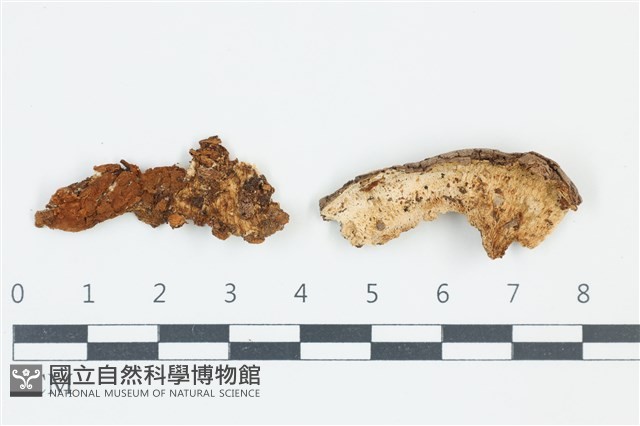 登錄號:F0039023藏品圖，第1張