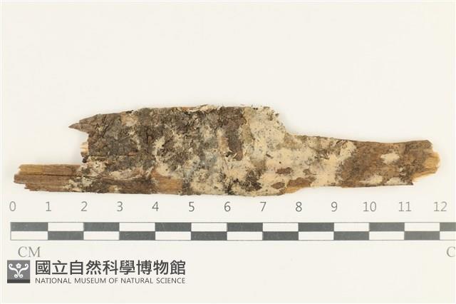 阿太菌屬藏品圖，第1張