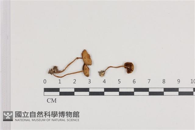 登錄號:F0036323藏品圖，第1張